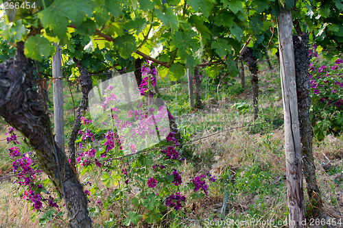 Image of vineyard