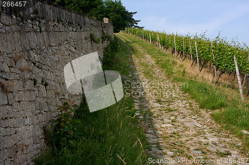 Image of vineyard