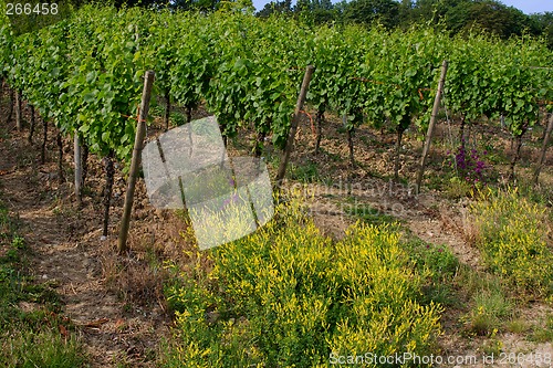 Image of vineyard