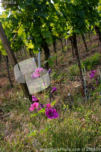 Image of vineyard