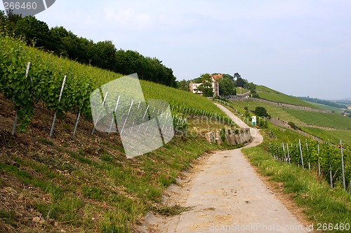 Image of vineyard