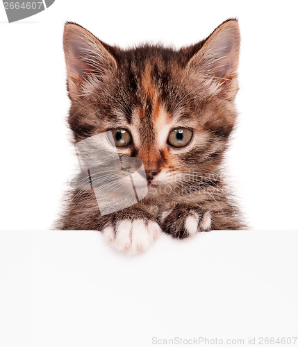 Image of Kitten with blank