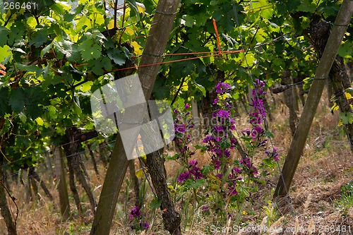 Image of vineyard