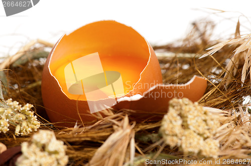 Image of Egg in nest