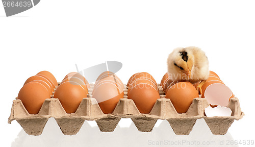 Image of Newborn chick