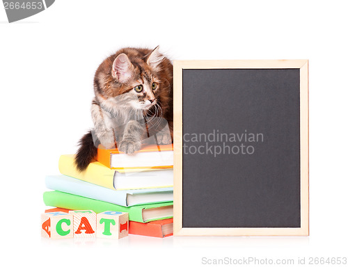 Image of Kitten with chalkboard