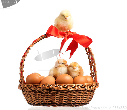Image of Chickens with basket