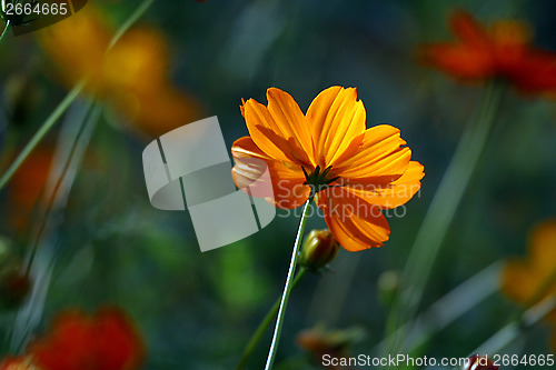 Image of Yellow flower
