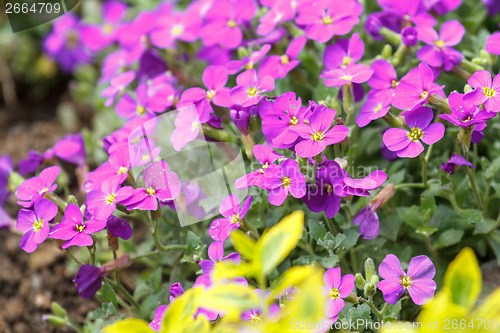 Image of pink flowers for natural background