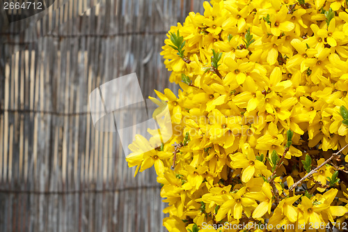 Image of Forsythia