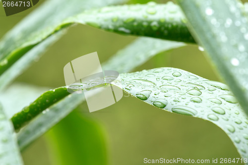 Image of Green leaves with drops of water