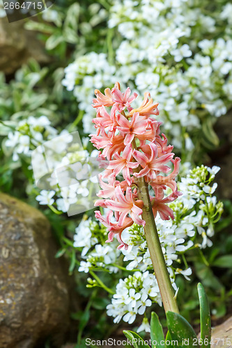 Image of pink hyacinth in spring garden