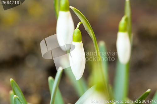 Image of Snowdrop bloom in springtime