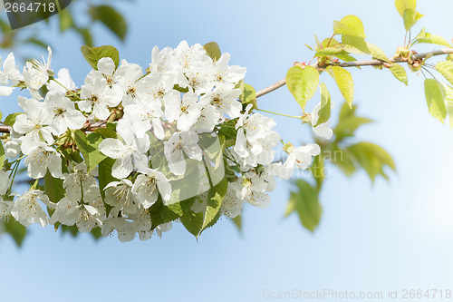 Image of Blossoming apple garden in spring with very shallow focus