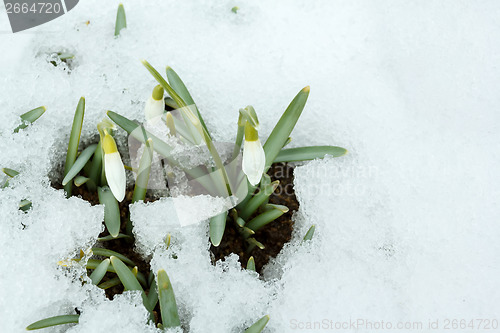Image of Snowdrop bloom in springtime under snow