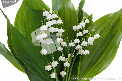 Image of Blooming Lily of the valley