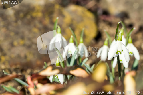 Image of Snowdrop bloom in springtime