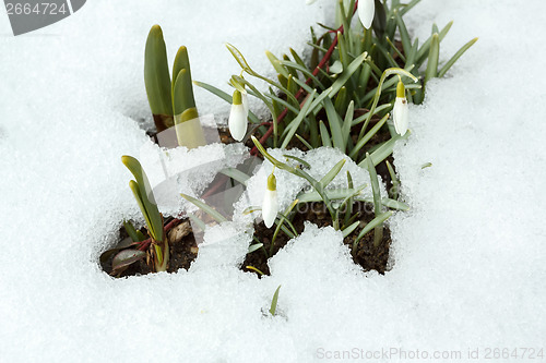 Image of Snowdrop bloom in springtime under snow