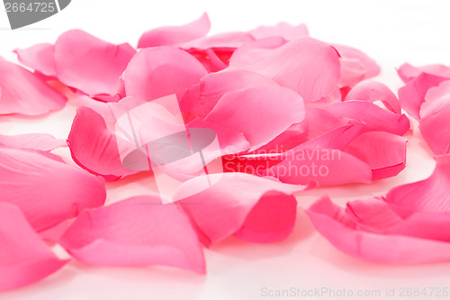 Image of pink rose petals on white