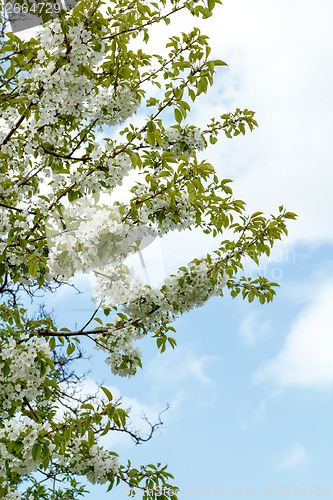 Image of Blossoming apple garden in spring with very shallow focus