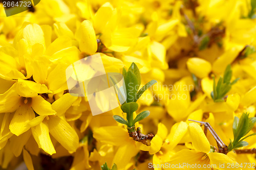 Image of Forsythia