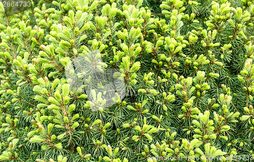 Image of Natural fresh background, conifer on the green