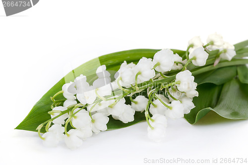 Image of Blooming Lily of the valley