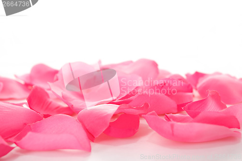 Image of pink rose petals on white