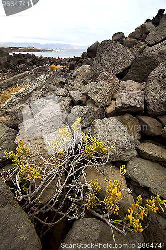 Image of flower abstract pond water coastline salt in  lanzarote 