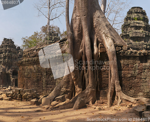 Image of Ta Prohm, temple at Angkor, Cambodia