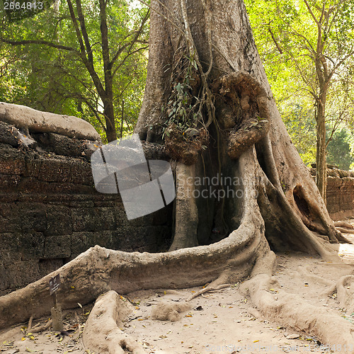 Image of Old wall and tree. Ta Prohm temple, Cambodia