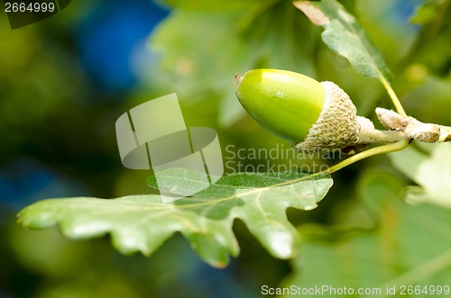 Image of acorn and leaves