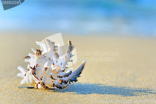Image of shell on sand
