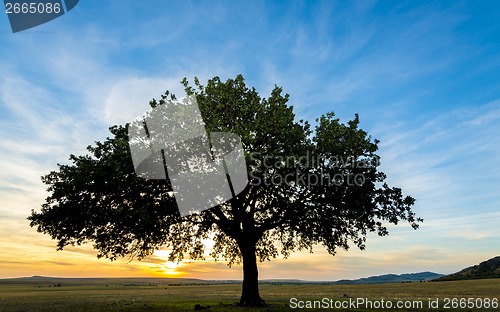 Image of tree on field