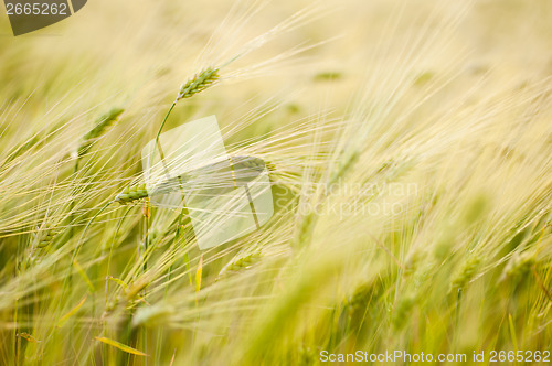 Image of Barley field