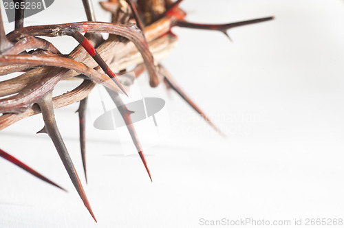 Image of Crown of thorns on a white background