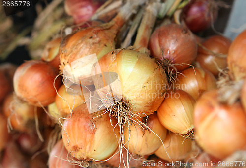 Image of many bulb onions