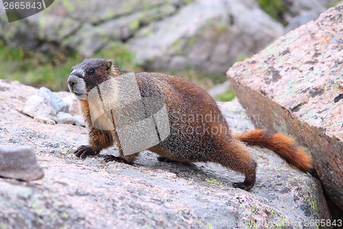 Image of Yellow-bellied marmot