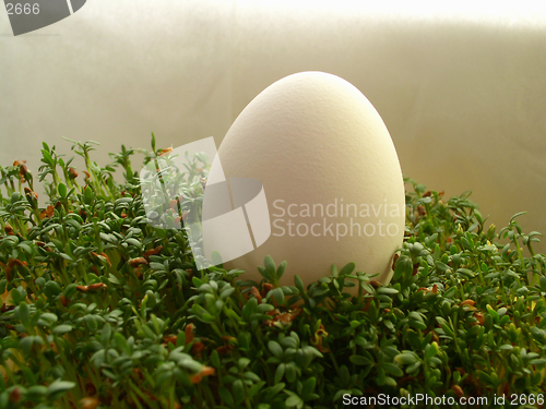 Image of egg on cress