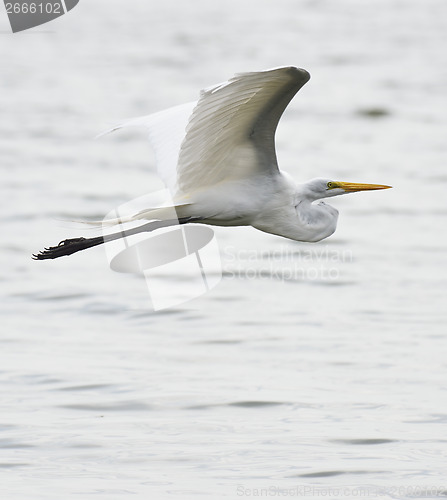 Image of Great White Egret