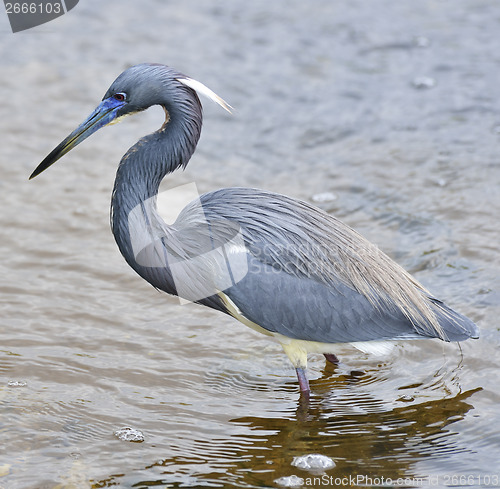 Image of Tricolored Heron