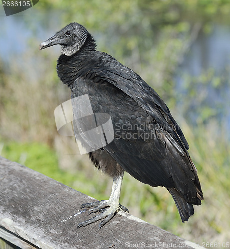 Image of Black Vulture 