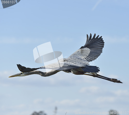 Image of Great Blue Heron