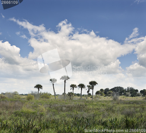 Image of Florida Wetlands