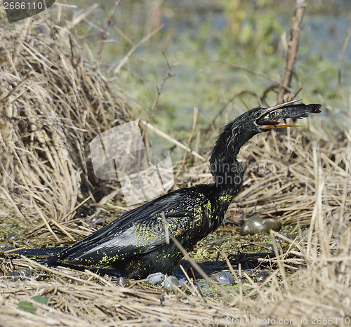 Image of Anhinga Downing A Fish