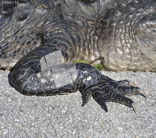 Image of Alligator Claw