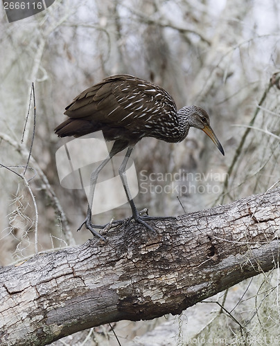 Image of Limpkin Bird