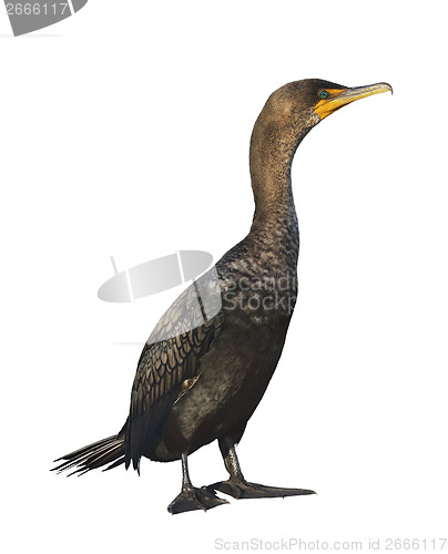 Image of Double-crested Cormorant 