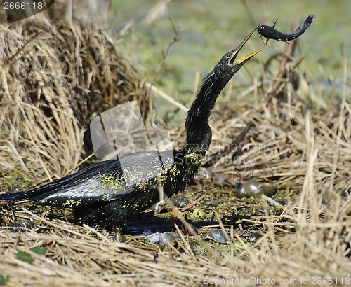 Image of Anhinga Downing A Fish