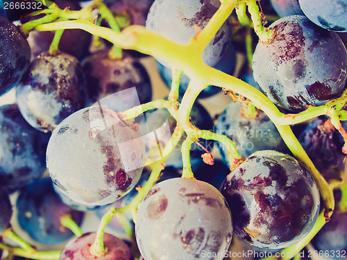 Image of Retro look Grape